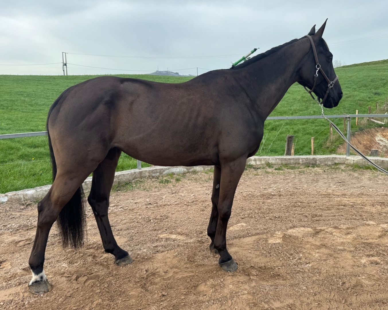 horse
